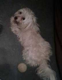 Stolen Dog