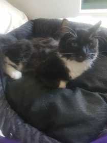 Stolen Cat