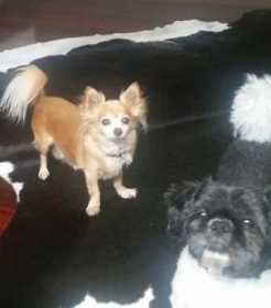 Stolen Dog