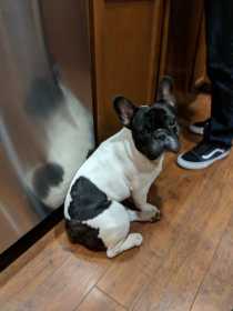 Stolen Dog