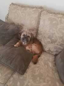 Stolen Dog