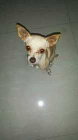 Stolen Dog