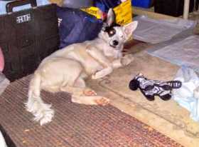 Stolen Dog