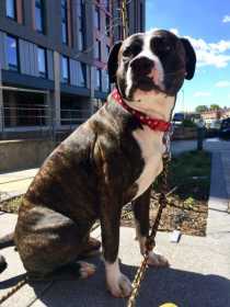 Stolen Dog