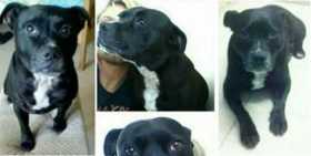 Stolen Dog