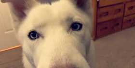 Stolen Dog