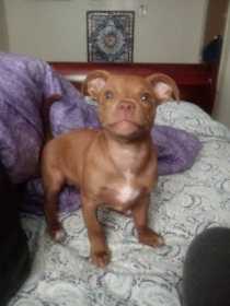 Stolen Dog