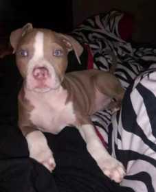 Stolen Dog