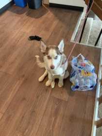 Stolen Dog