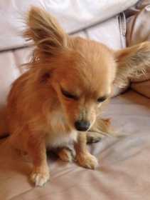 Stolen Dog