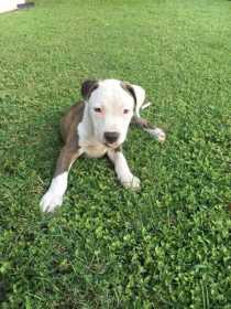 Stolen Dog