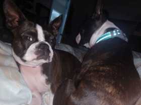 Stolen Dog