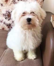 Stolen Dog