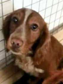Stolen Dog