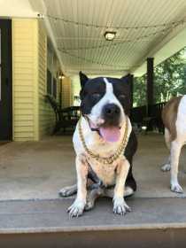 Stolen Dog