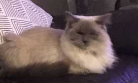 Stolen Cat