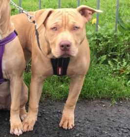 Stolen Dog