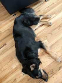 Stolen Dog