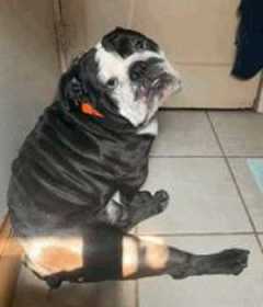 Stolen Dog