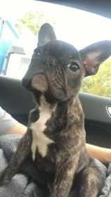 Stolen Dog