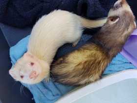 Stolen Ferret