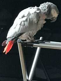 Stolen African Grey
