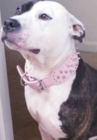 Stolen Dog