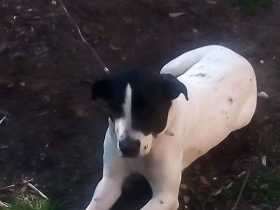 Stolen Dog