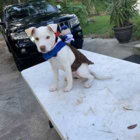 Stolen Dog