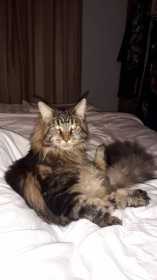 Stolen Cat