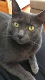 Stolen Cat