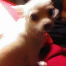 Stolen Dog
