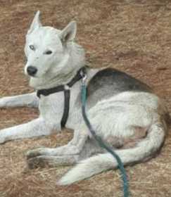Stolen Dog