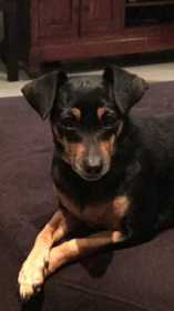 Stolen Dog