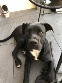Stolen Dog