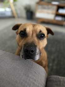 Stolen Dog