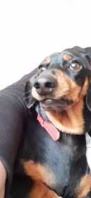 Stolen Dog