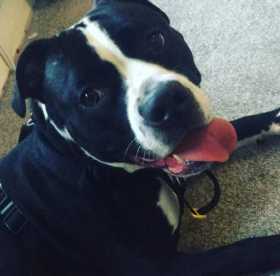 Stolen Dog