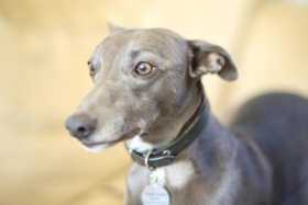 Stolen Dog