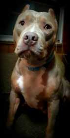 Stolen Dog
