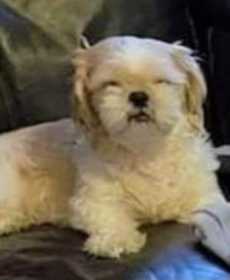 Stolen Dog