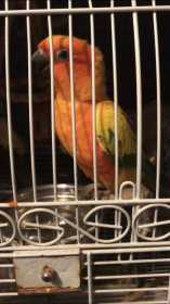 Stolen Conure