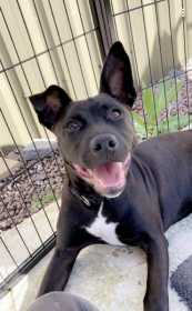 Stolen Dog