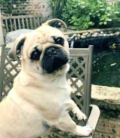 Stolen Dog
