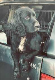 Stolen Dog