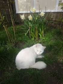 Stolen Cat