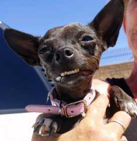 Stolen Dog