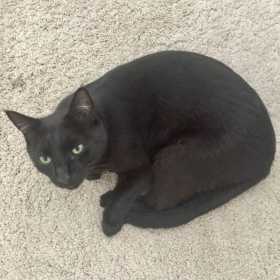 Stolen Cat