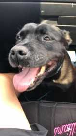 Stolen Dog