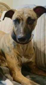 Stolen Dog